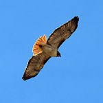 Red-Tailed Hawk soaring in the air