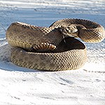 Coiled rattlesnake