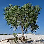 A tree with green leaves rooted in white sand