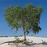 Green tree in the desert.