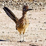 Roadrunner in the desert