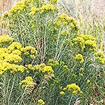 Green shrub with yellow flowers.