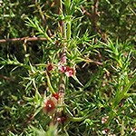 Green plant with very small red flowers.