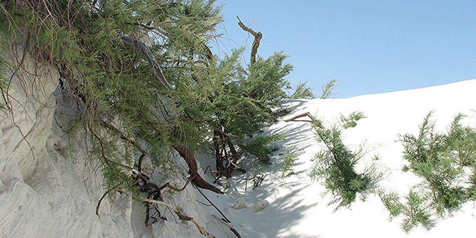 Green shrub in white sand. Green shrub in white sand.