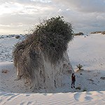 Sumac bush in white sand.