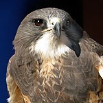 Swainson’s Hawk