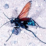 Wasp on white sand