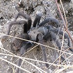 Tarantula on ground