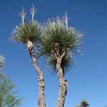 Torrey yucca.