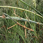 walking stick on branch.