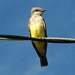 Western Kingbird perched on a wire