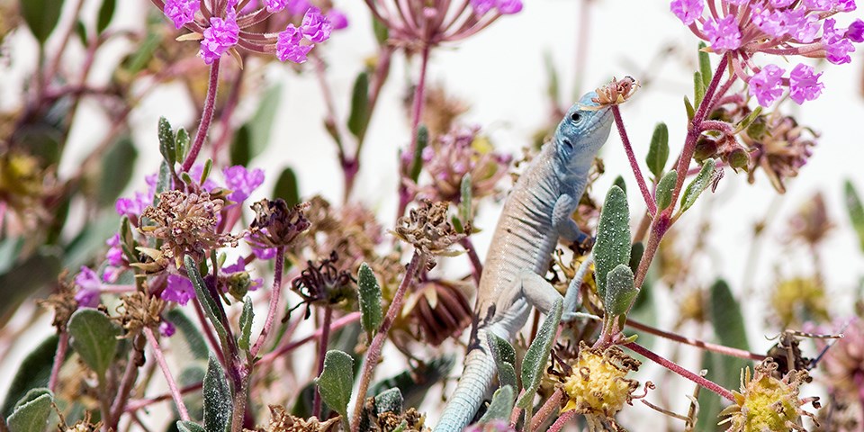 A blue and white lizard clings to a plant with purple flowers