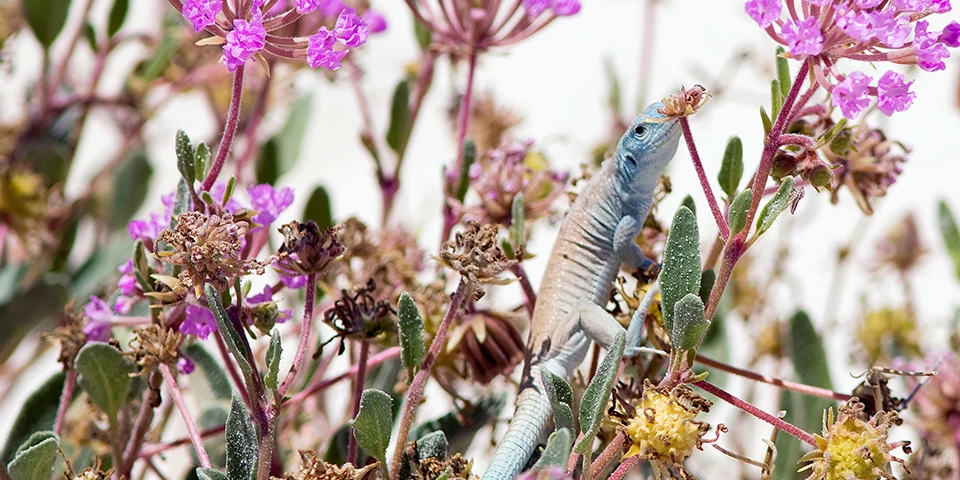 White Whiptail A blue and white lizard clings to a plant with purple flowers