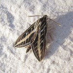 moth on white sand.