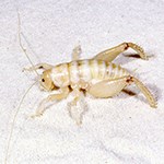 White insect in sand