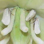 small moth in a flower.