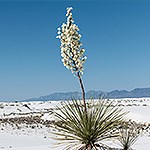 A yucca plant blooms