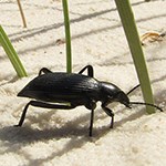 Black beetle on white sand