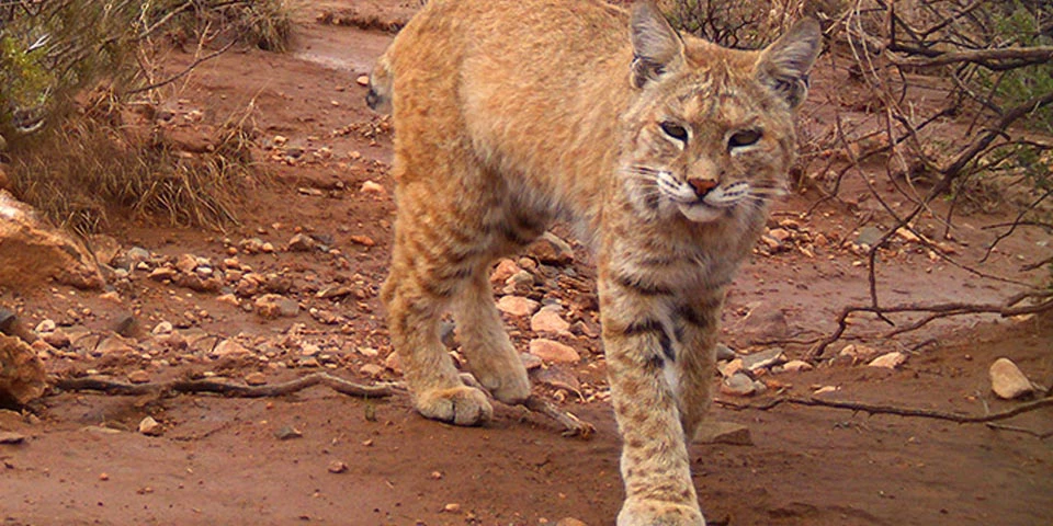 Bobcat standing in red mud