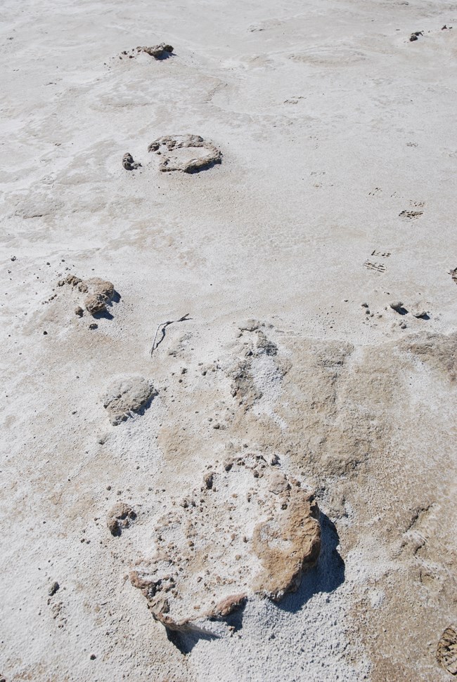 Four mammoth footprints