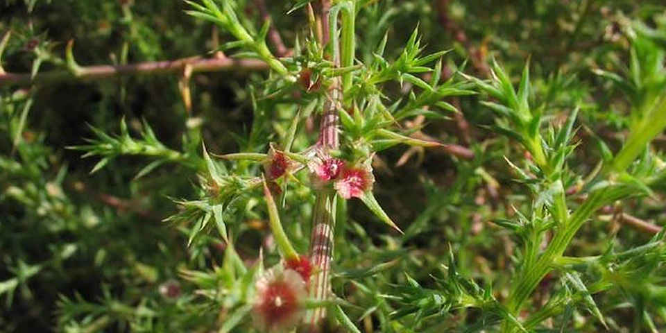 Russian Thistle 2 Pink and Green spiky looking plant
