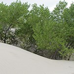 Cottonwood tree growing in sand