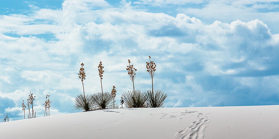Yucca plants growing atop a dune with clouds in the background