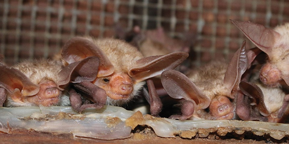 Pallid bats hanging