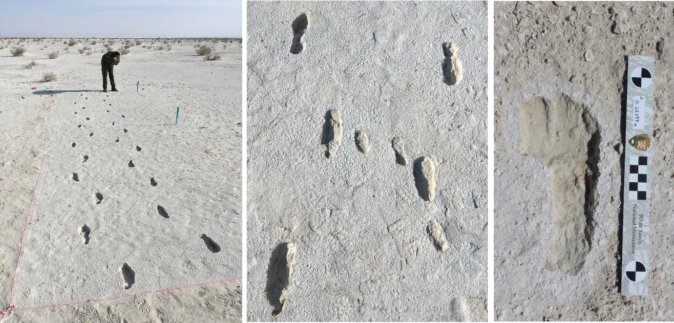 A park ranger taking a photo of two parallel paths of human footprints in compact white sand.  Fossilized human footprints of an adult and small child in compact white sand.