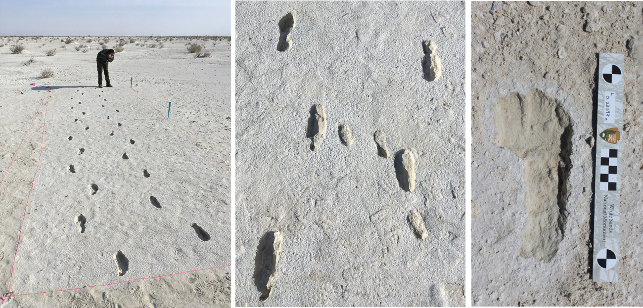 A park ranger taking a photo of two parallel paths of human footprints in compact white sand.  Fossilized human footprints of an adult and small child in compact white sand.