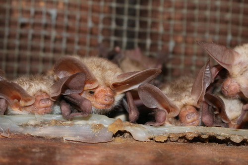 Pallid bats hanging onto a shade structure on the outside of a building.