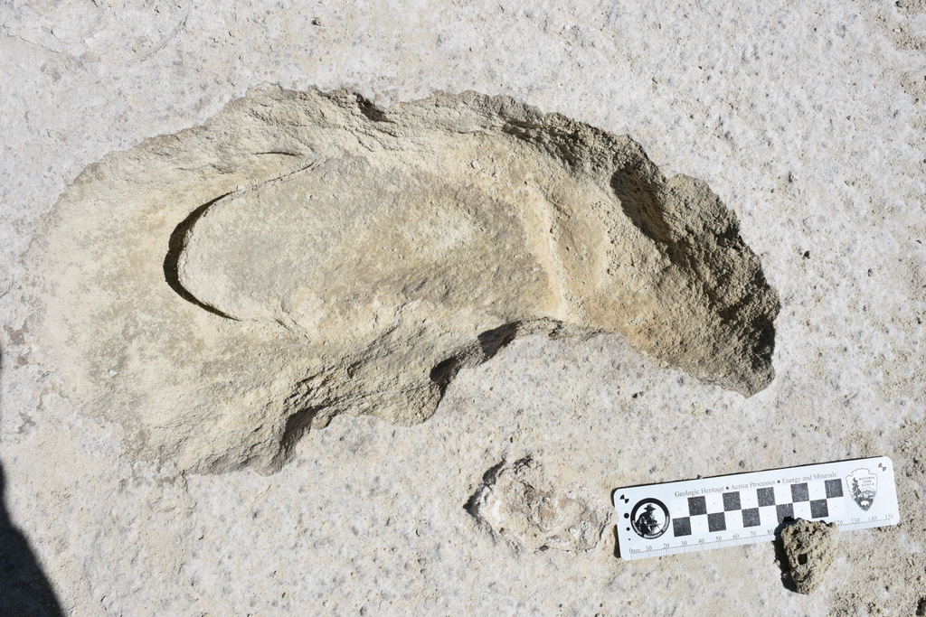 Human footprint inside giant sloth track at White Sands NM