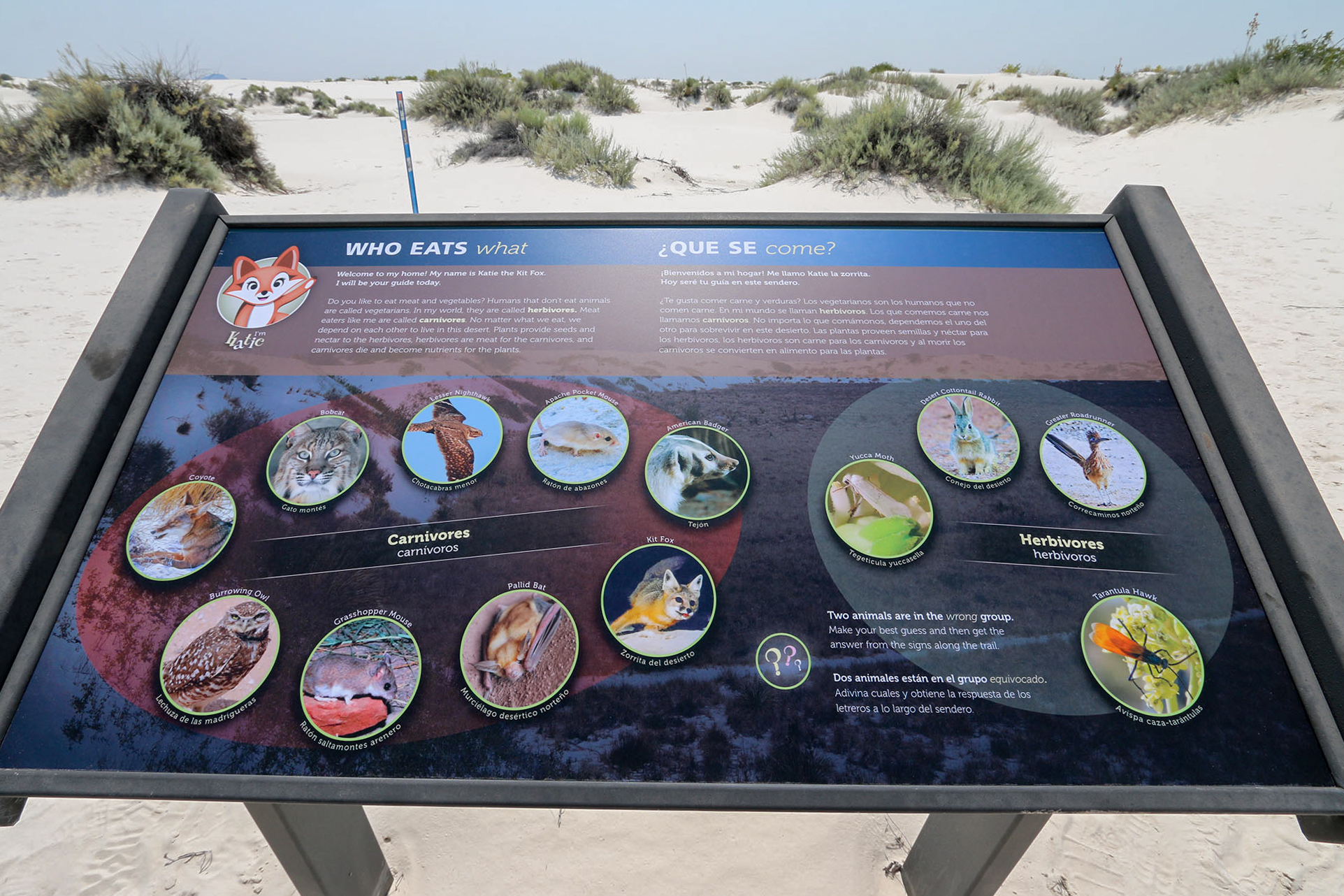 White Sands Interpretive Trail Sign Katie the Kit Fox interpretive trail sign along the Dune Life Nature Trail.