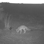 kit fox kit fox