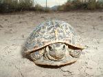 Box Turtle 
