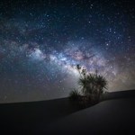 Milky Way above a Soaptree yucca tree.