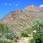 Mountain side with green plants.