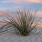 Spikes green yucca against sunset sky