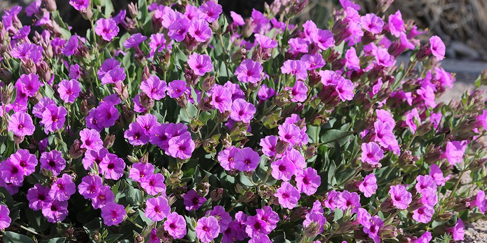 A green plant blooms with dozens of bright purple flowers A green plant blooms with dozens of bright purple flowers