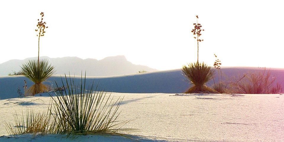 Soap tree yuccas on dunes