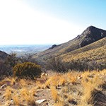 Brown grasses with mountain in background