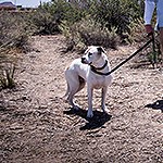 A dog stands attached to a leash