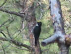 Woodpecker Woodpecker