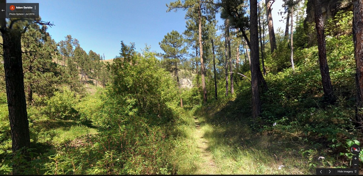 shady path through ponderosa pine forest shady path through ponderosa pine forest