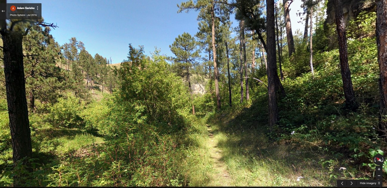 shady path through ponderosa pine forest