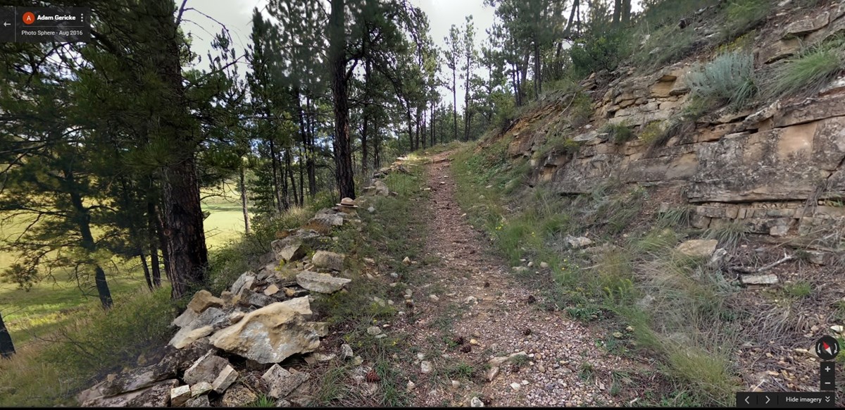 Old road in ponderosa pine forest Old road in ponderosa pine forest