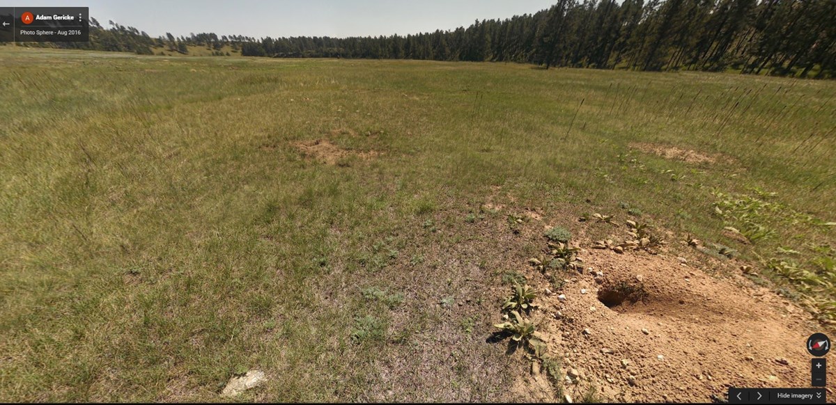 Prairie dog town in forest meadow Prairie dog town in forest meadow