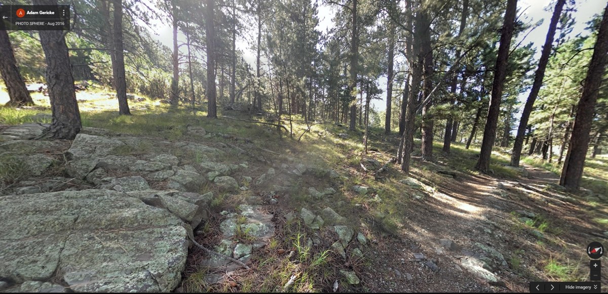 ponderosa pine forest and trail running between the trees ponderosa pine forest and trail running between the trees