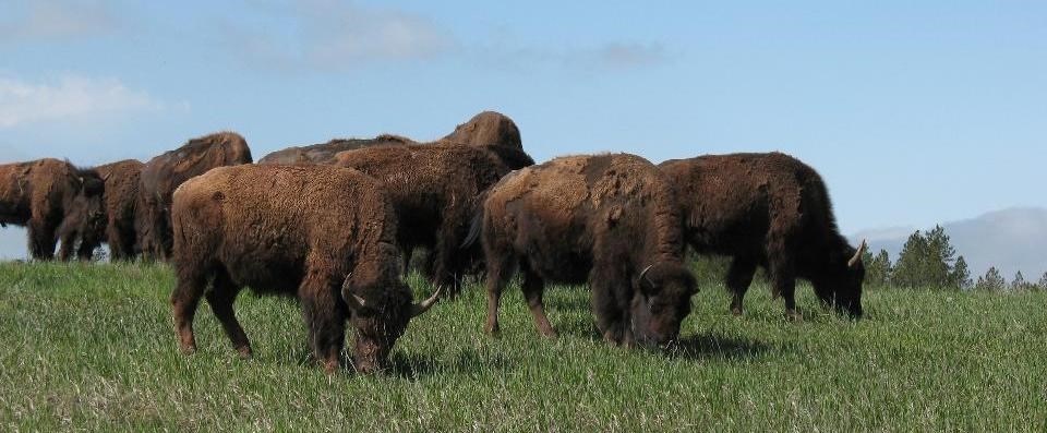 Herd of bison eating grass in the prairie