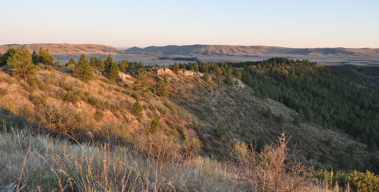 a ridgeline covered in pine trees and tufts of grass at sunset with another tall grassy ridgeline with a gap in it in the distance